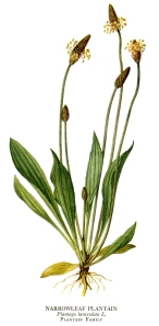 plantain-herb-narrowleaf